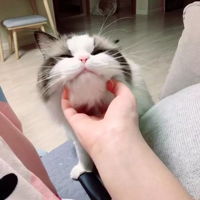 哈尔滨一女子养了只猫以后 半夜耳朵里总是咔